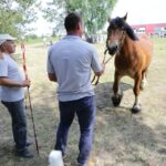29.05.2016 Ożarów. 7. Młodzieżowy Czempionat Koni Rasy Zimnokrwistej. Prezentacja i nagradzanie klaczy 2-letnich / Wojciech Habdas / Radio Kielce