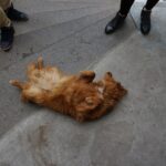 14.05.2016 Spacer po Winnicy (Ukraina) / Stanisław Blinstrub / Radio Kielce