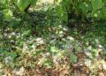 13.06.2016. Zniszczone plantacje truskawek w Suchodółce / Teresa Czajkowska / Radio Kielce