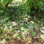 13.06.2016. Zniszczone plantacje truskawek w Suchodółce / Teresa Czajkowska / Radio Kielce