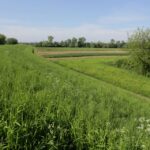 11.05.2016. Mieszkańcy Nowego Korczyna protestują przeciwko jednemu z wariantów budowy obwodnicy / Wojciech Habdas / Radio Kielce