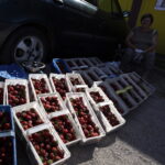 Święto Truskawki w Bielinach (5 czerwca 2016 r) / Jarosław Kubalski / Radio Kielce