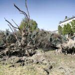 17.06.2016 Kielce. Przeszła nawałnica. Powalone drzewa przy ulicy Warszawskiej. / Jarosław Kubalski / Radio Kielce