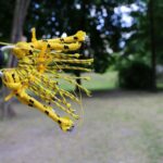 11.06.2016. Z parku miejskiego w Kielcach zniknęły hamaki / Wojciech Habdas / Radio Kielce