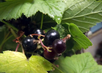 Czarna porzeczka / Myristica / orgueFile free photo