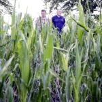 01.07.2016 Okolice Mnina. Zniszczona przez grad kukurydza. / Jarosław Kubalski / Radio Kielce