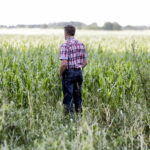 01.07.2016 Okolice Mnina. Zniszczona przez grad kukurydza. / Jarosław Kubalski / Radio Kielce