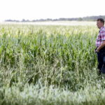 01.07.2016 Okolice Mnina. Zniszczona przez grad kukurydza. / Jarosław Kubalski / Radio Kielce