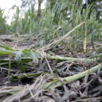 Fot. Jarosław Kubalski - Radio Kielce