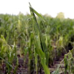 01.07.2016 Okolice Mnina. Zniszczona przez grad kukurydza. / Jarosław Kubalski / Radio Kielce