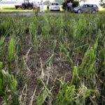 01.07.2016 Okolice Mnina. Zniszczona przez grad kukurydza. / Jarosław Kubalski / Radio Kielce