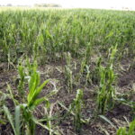 01.07.2016 Okolice Mnina. Zniszczona przez grad kukurydza. / Jarosław Kubalski / Radio Kielce