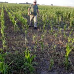 01.07.2016 Okolice Mnina. Zniszczona przez grad kukurydza. / Jarosław Kubalski / Radio Kielce