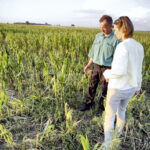 01.07.2016 Okolice Mnina. Zniszczona przez grad kukurydza. / Jarosław Kubalski / Radio Kielce