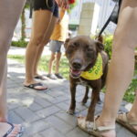 02.07.2016 Kielce. Happening na Placu Artystów. Nie porzucaj zwierząt. / Jarosław Kubalski / Radio Kielce