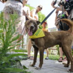 02.07.2016 Kielce. Happening na Placu Artystów. Nie porzucaj zwierząt. / Jarosław Kubalski / Radio Kielce