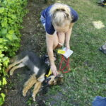 02.07.2016 Kielce. Happening na Placu Artystów. Nie porzucaj zwierząt. / Jarosław Kubalski / Radio Kielce