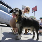 02.07.2016 Kielce. Happening na Placu Artystów. Nie porzucaj zwierząt. / Jarosław Kubalski / Radio Kielce