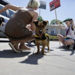 02.07.2016 Kielce. Happening na Placu Artystów. Nie porzucaj zwierząt. / Jarosław Kubalski / Radio Kielce