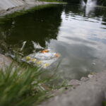 26.07.2016 Kielce. Zanieczyszczony staw w Parku Miejskim. / Jarosław Kubalski / Radio Kielce