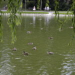 26.07.2016 Kielce. Zanieczyszczony staw w Parku Miejskim. / Jarosław Kubalski / Radio Kielce