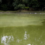 26.07.2016 Kielce. Zanieczyszczony staw w Parku Miejskim. / Jarosław Kubalski / Radio Kielce