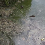 26.07.2016 Kielce. Zanieczyszczony staw w Parku Miejskim. / Jarosław Kubalski / Radio Kielce