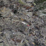 26.07.2016 Kielce. Zanieczyszczony staw w Parku Miejskim. / Jarosław Kubalski / Radio Kielce