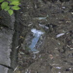 26.07.2016 Kielce. Zanieczyszczony staw w Parku Miejskim. / Jarosław Kubalski / Radio Kielce