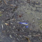 26.07.2016 Kielce. Zanieczyszczony staw w Parku Miejskim. / Jarosław Kubalski / Radio Kielce