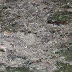 26.07.2016 Kielce. Zanieczyszczony staw w Parku Miejskim. / Jarosław Kubalski / Radio Kielce