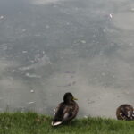 26.07.2016 Kielce. Zanieczyszczony staw w Parku Miejskim. / Jarosław Kubalski / Radio Kielce