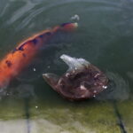 26.07.2016 Kielce. Zanieczyszczony staw w Parku Miejskim. / Jarosław Kubalski / Radio Kielce