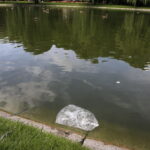 26.07.2016 Kielce. Zanieczyszczony staw w Parku Miejskim. / Jarosław Kubalski / Radio Kielce