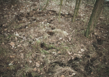 14.2.2016 Piekło. Skałki Gatniki. W okolicy żyją dzikie zwierzęta, na zdjęciu widać ślady poszukiwania pożywienia. / Wojciech Habdas / Radio Kielce