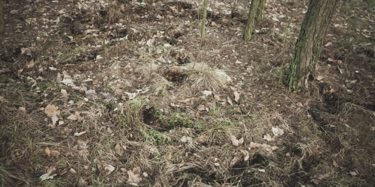 14.2.2016 Piekło. Skałki Gatniki. W okolicy żyją dzikie zwierzęta, na zdjęciu widać ślady poszukiwania pożywienia. / Wojciech Habdas / Radio Kielce