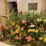 9.7.2016 Kielce. Najpiękniejsze lilie można zobaczyć w KCK / Wojciech Habdas / Radio Kielce