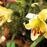 9.7.2016 Kielce. Najpiękniejsze lilie można zobaczyć w KCK / Wojciech Habdas / Radio Kielce