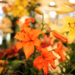 9.7.2016 Kielce. Najpiękniejsze lilie można zobaczyć w KCK / Wojciech Habdas / Radio Kielce