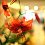 9.7.2016 Kielce. Najpiękniejsze lilie można zobaczyć w KCK / Wojciech Habdas / Radio Kielce