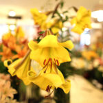 9.7.2016 Kielce. Najpiękniejsze lilie można zobaczyć w KCK / Wojciech Habdas / Radio Kielce