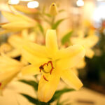 9.7.2016 Kielce. Najpiękniejsze lilie można zobaczyć w KCK / Wojciech Habdas / Radio Kielce