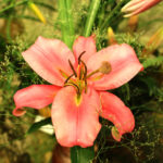 9.7.2016 Kielce. Najpiękniejsze lilie można zobaczyć w KCK / Wojciech Habdas / Radio Kielce