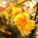 9.7.2016 Kielce. Najpiękniejsze lilie można zobaczyć w KCK / Wojciech Habdas / Radio Kielce