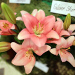 9.7.2016 Kielce. Najpiękniejsze lilie można zobaczyć w KCK / Wojciech Habdas / Radio Kielce