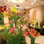 9.7.2016 Kielce. Najpiękniejsze lilie można zobaczyć w KCK / Wojciech Habdas / Radio Kielce