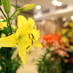 9.7.2016 Kielce. Najpiękniejsze lilie można zobaczyć w KCK / Wojciech Habdas / Radio Kielce