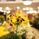 9.7.2016 Kielce. Najpiękniejsze lilie można zobaczyć w KCK / Wojciech Habdas / Radio Kielce