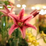 9.7.2016 Kielce. Najpiękniejsze lilie można zobaczyć w KCK / Wojciech Habdas / Radio Kielce