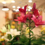 9.7.2016 Kielce. Najpiękniejsze lilie można zobaczyć w KCK / Wojciech Habdas / Radio Kielce